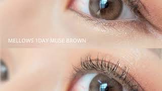 【OLOLAカラコン】カラコン動画 (Mellows 1day Muse Brown)