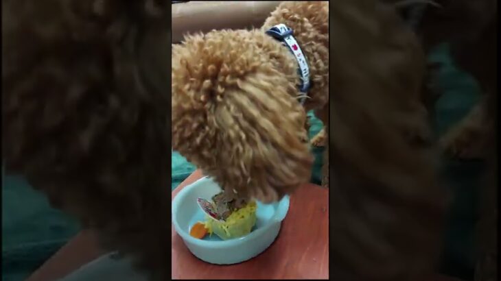 トイプードル１歳の誕生日を犬用ケーキで祝ってみた