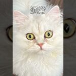 【ペルシャ猫Persian♡みーちゃん♡】カラコン?しているみーちゃん