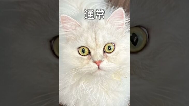 【ペルシャ猫Persian♡みーちゃん♡】カラコン?しているみーちゃん