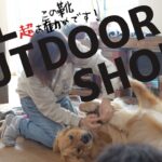 靴を履いた犬はみんな面白くなる事が今回も！実証されました