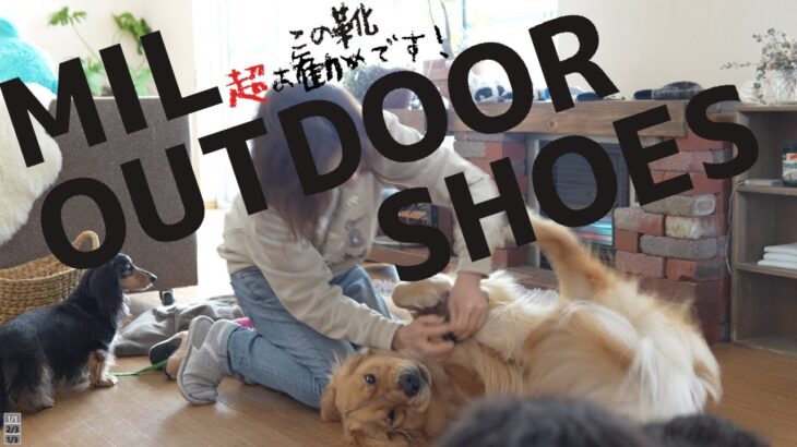 靴を履いた犬はみんな面白くなる事が今回も！実証されました