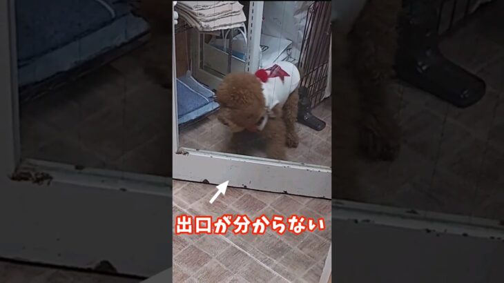 飼い主との感動の再会で出てこれなくなるトイプードル