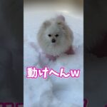 雪遊びするポメラニアンが可愛すぎる♥️【おもち】#shorts