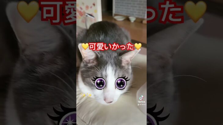 猫にカラコンつけたら可愛いかった💕✨👀💕 #cutecat #ペット動画 #cute #動物動画 #funny #cat #可愛い #猫 #katze #shortsfeed #shrots
