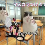 【猫ミーム】学校でカラコン食べた話 (実話)