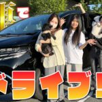 【新車紹介】新しい車が来たから家族でドライブしながら質問コーナーします！