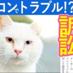 港猫ニュース「カラコンでトラブル！？オッドアイの猫がメニャコンを訴訟！？」