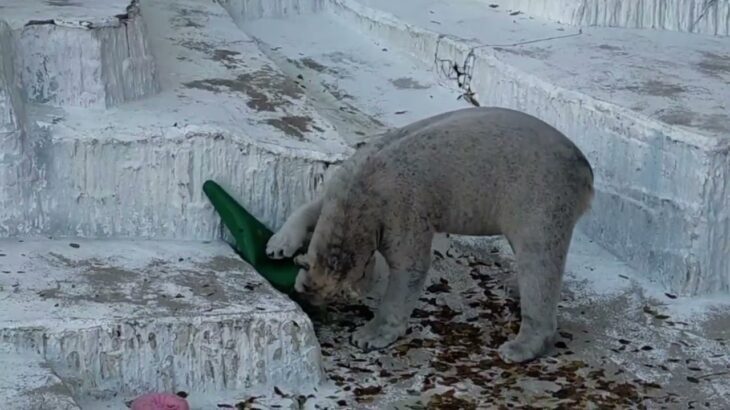 ホッキョクグマのホウちゃん垂直ジャンプとカラコン遊び　大阪、天王寺動物園  A polar bear makes vertical jump at Tennoji Zoo in Osaka Japan