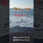 管釣りのモヤモヤを駿河湾で叫んでみた②